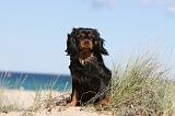 CAVALIER KING CHARLES 254